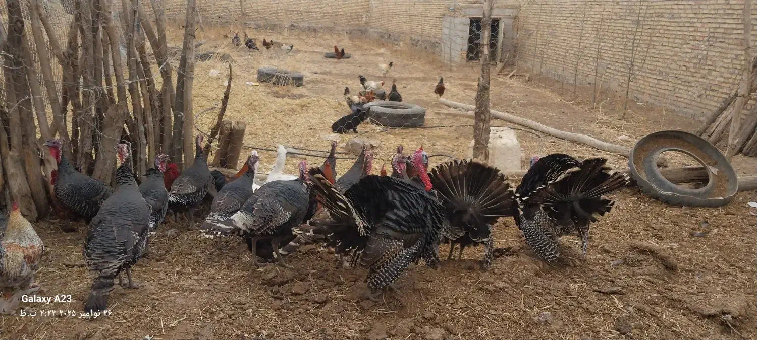 بوقلمون|حیوانات مزرعه|سراب, |دیوار