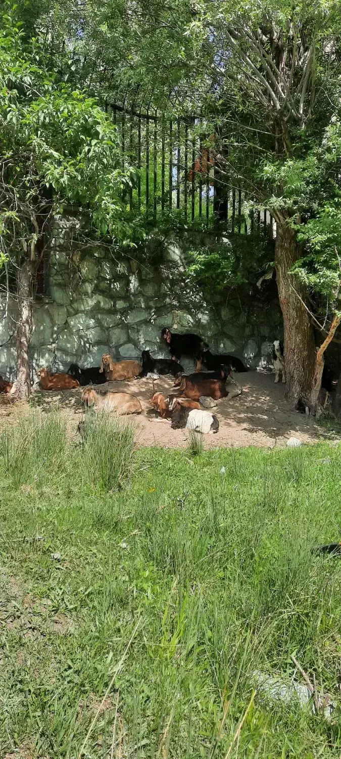 گوسفند.میش.بز سرحال و قبراق|حیوانات مزرعه|کرج, شهرک امیر المومنین|دیوار