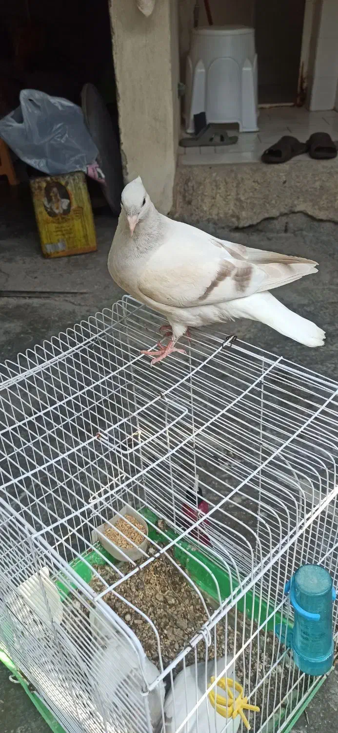 جوجه کبوتر دم سفید|پرنده|برازجان, |دیوار