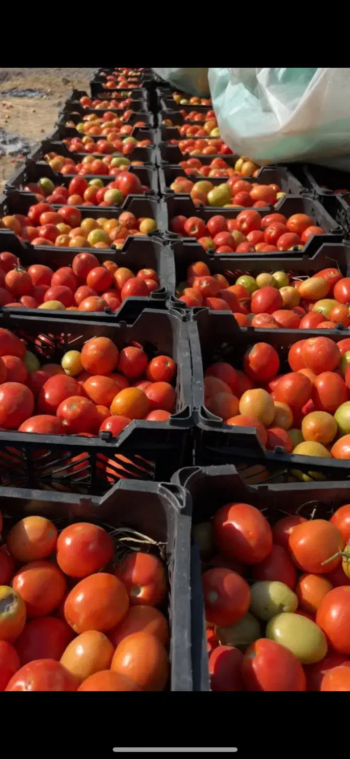 فروش گوجه|عمده‌فروشی|درودزن, |دیوار