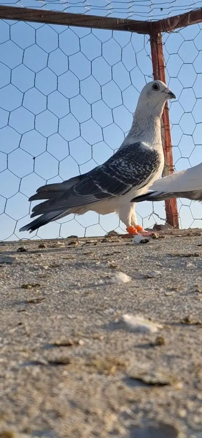 حیوون درجه یک|پرنده|تربتحیدریه, ترمینال|دیوار