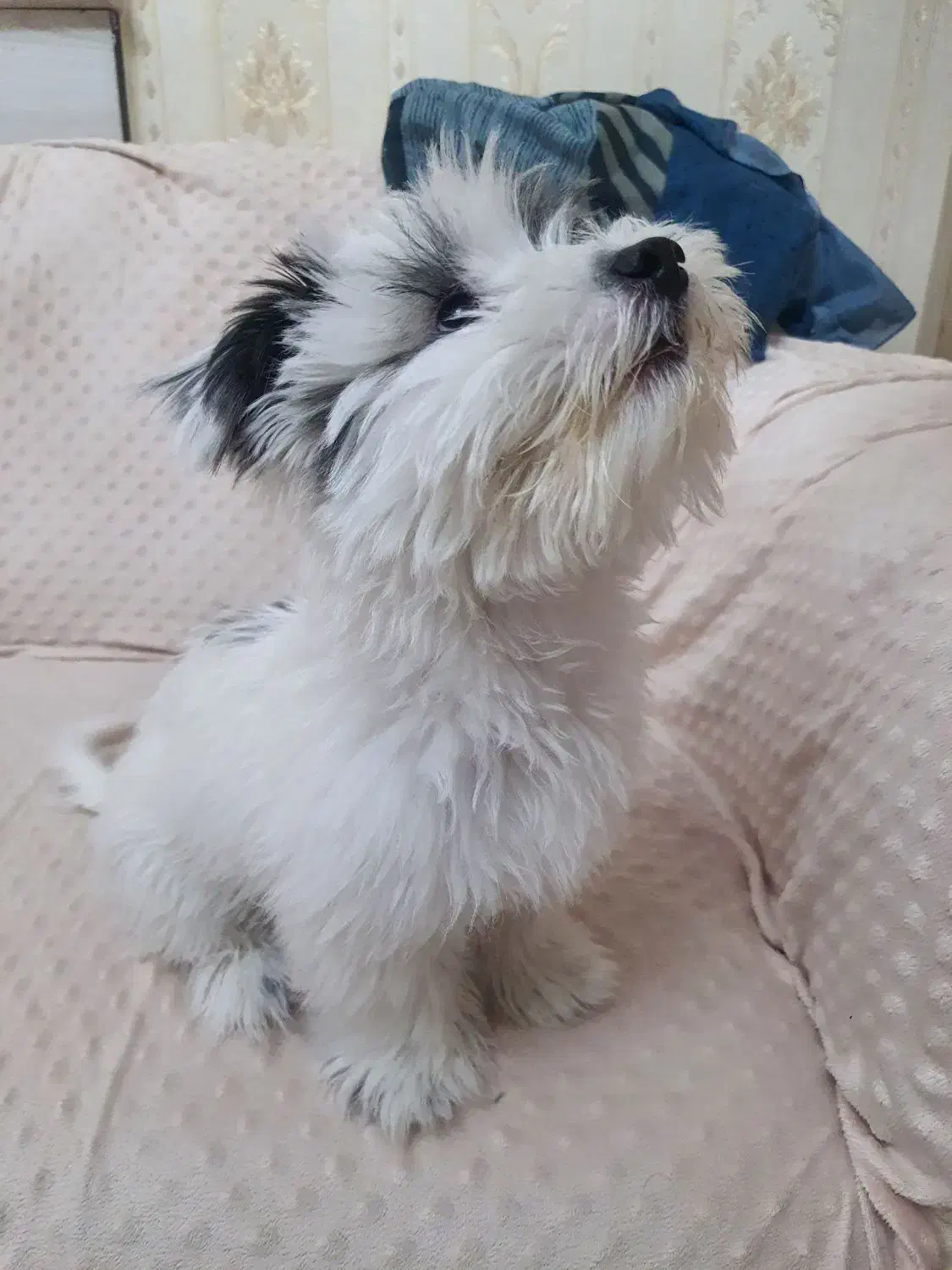 سگ شیتزو سه ماهه|سگ|سهند, |دیوار