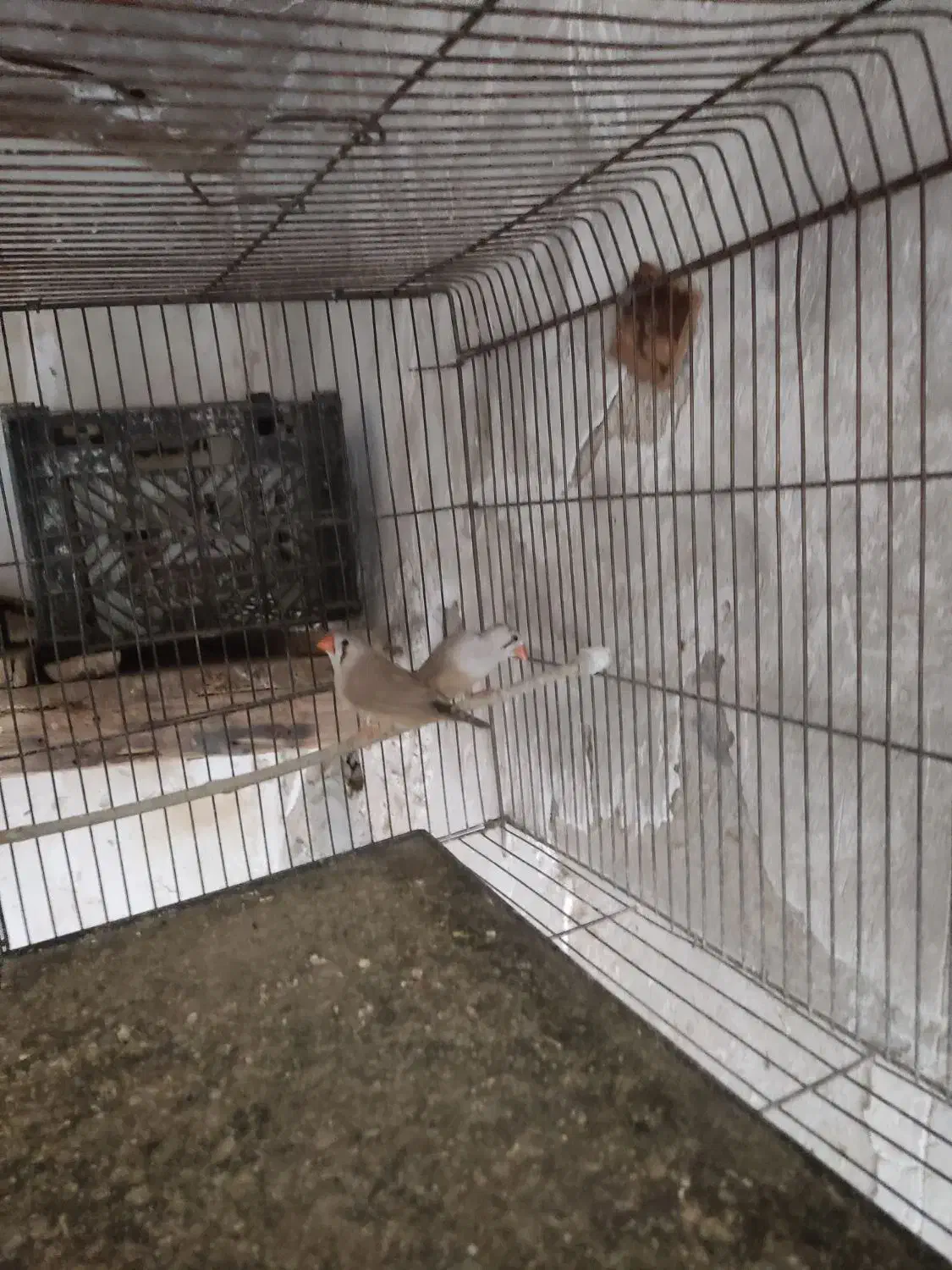 فنچ نروماده|پرنده|فسا, |دیوار