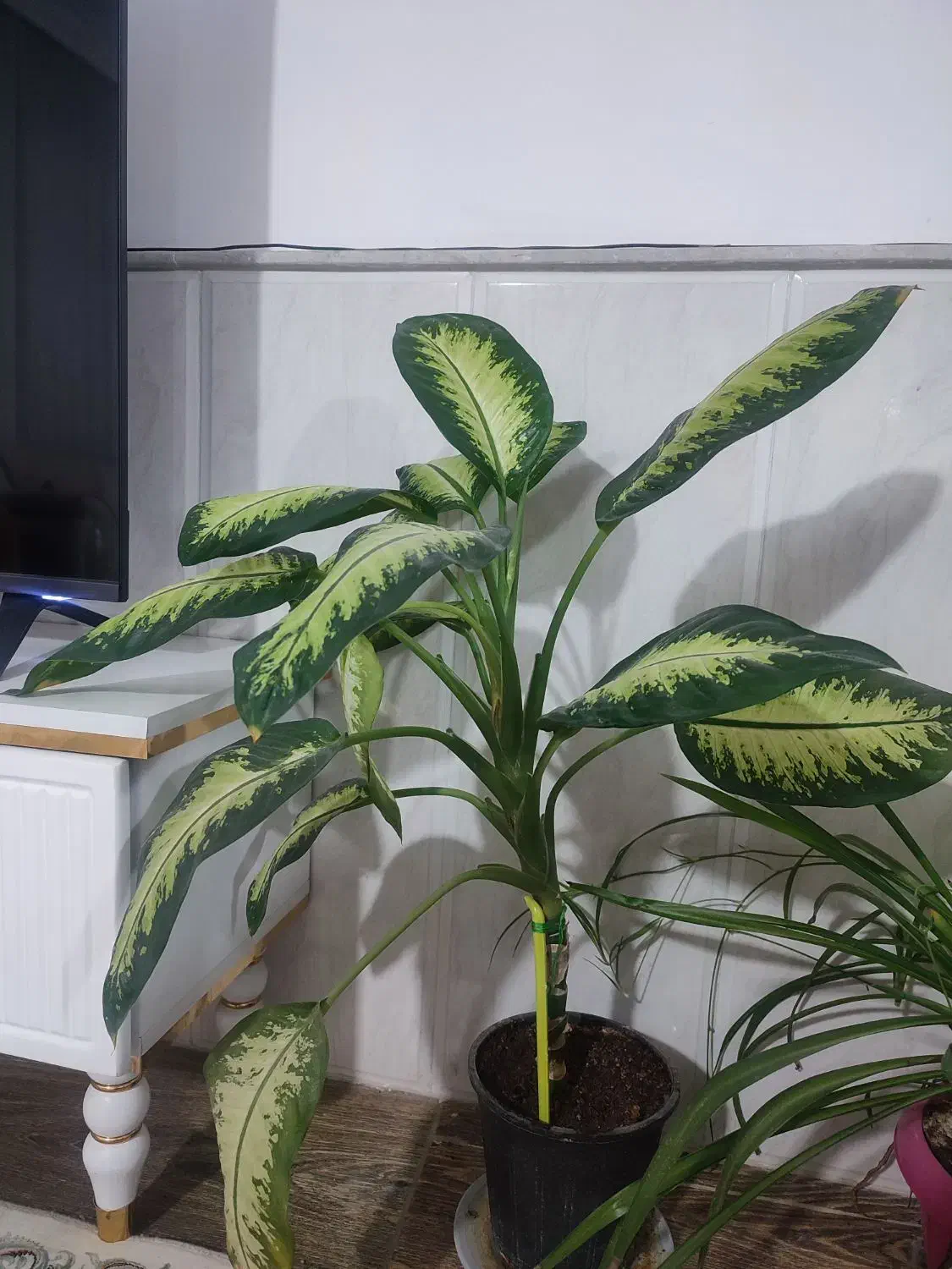 گل سرحال|گل و گیاه طبیعی|نیشابور, خط کاشمر|دیوار