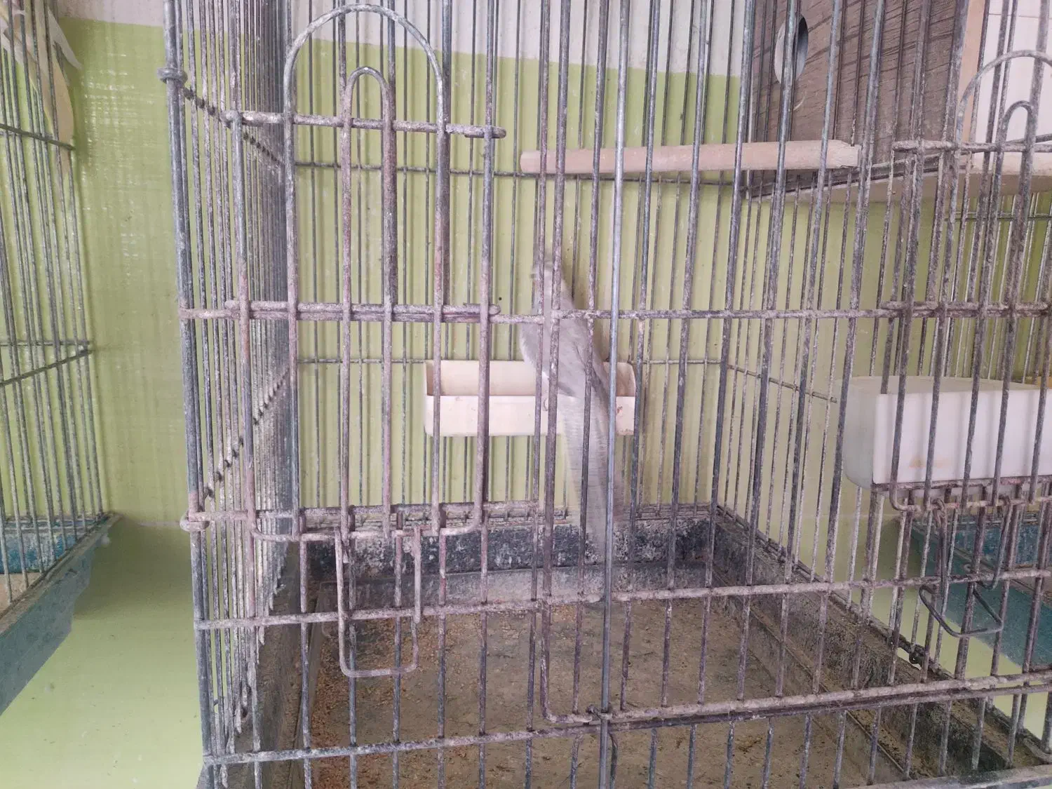 عروس هلندی بالغ کار داده|پرنده|محلات, |دیوار