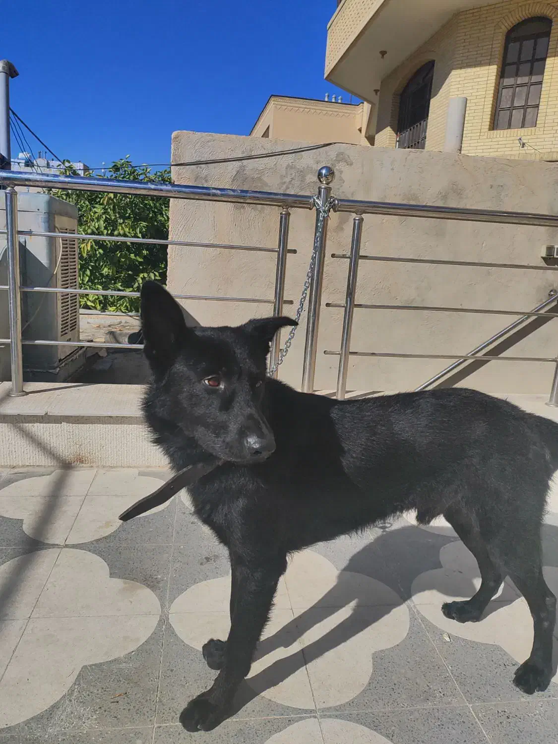 بلک ژرمن ورک|سگ|شیراز, چوگیاه‎|دیوار