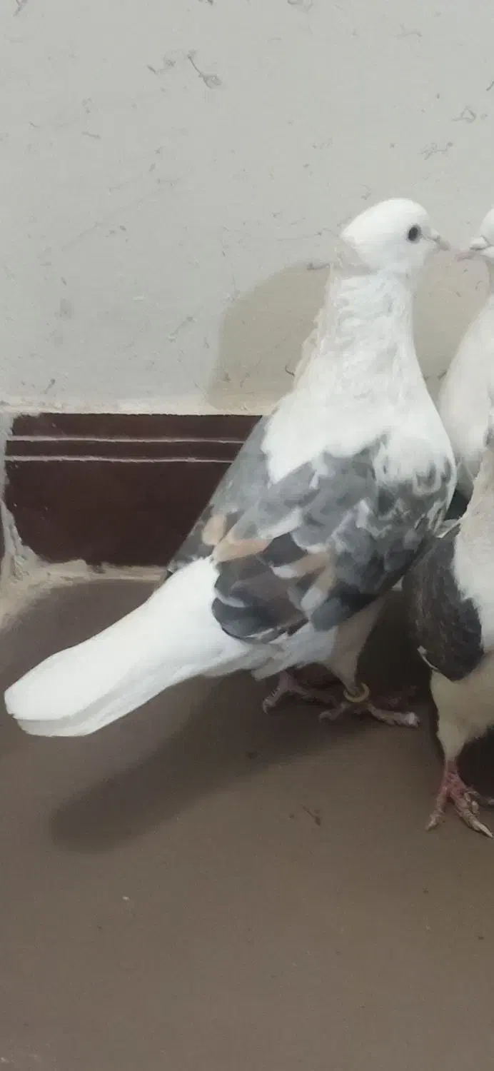 کبوتر|حیوانات|محلات, |دیوار