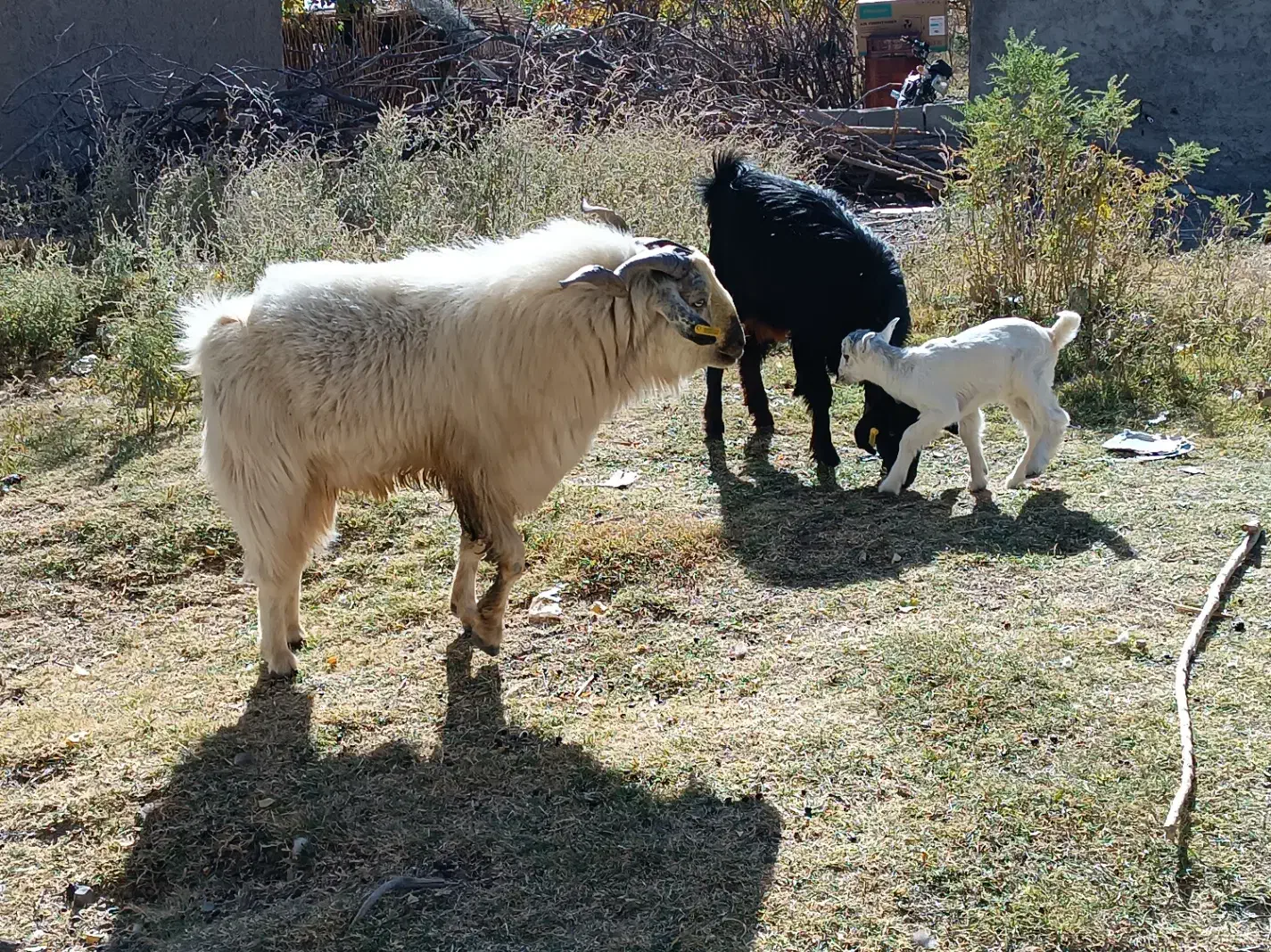 فروش کهره|حیوانات مزرعه|کرمان, |دیوار