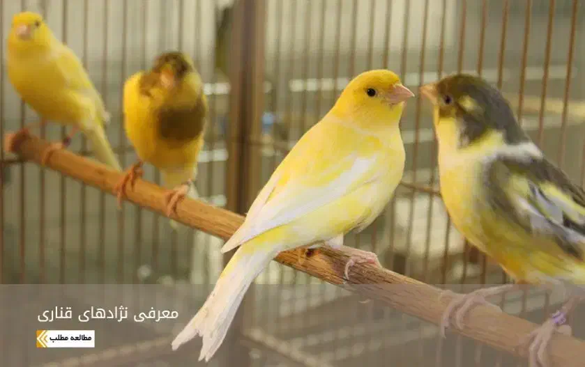 فروش انواع قناری مولد|پرنده|بابل, |دیوار