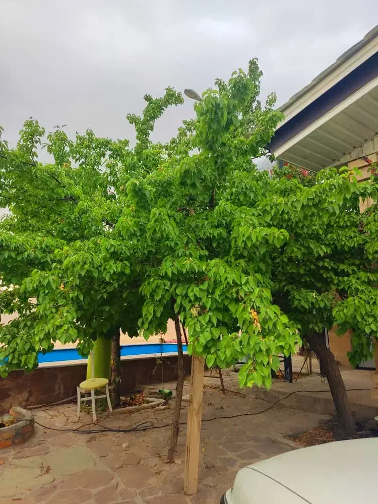 ویلا ۱۰۰۰ متر زمین۲۳۰متر بنا نیمه کاره قیمت زمینش|فروش خانه و ویلا|دماوند, دماوند|دیوار