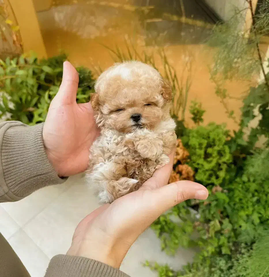 فانتزی|سگ|زاهدان, |دیوار