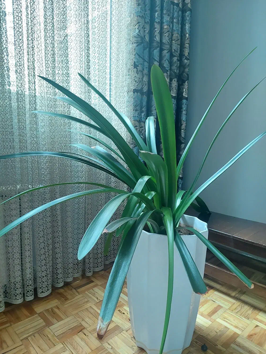 بیش لز ۳۵ متر پارکت چوب|مصالح و تجهیزات ساختمان|تهران, یوسفآباد|دیوار