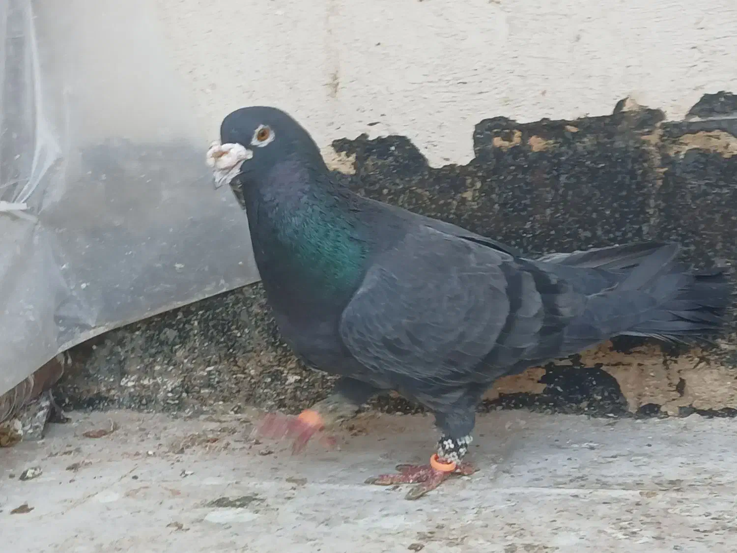 کفتر سار هفت رنگ سبز پولکی سفید|پرنده|مشهد, ابوذر|دیوار