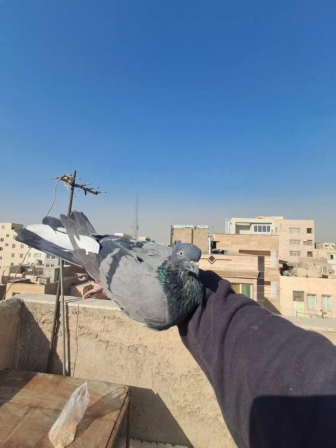 کفتر/|پرنده|ری, سیزده آبان|دیوار