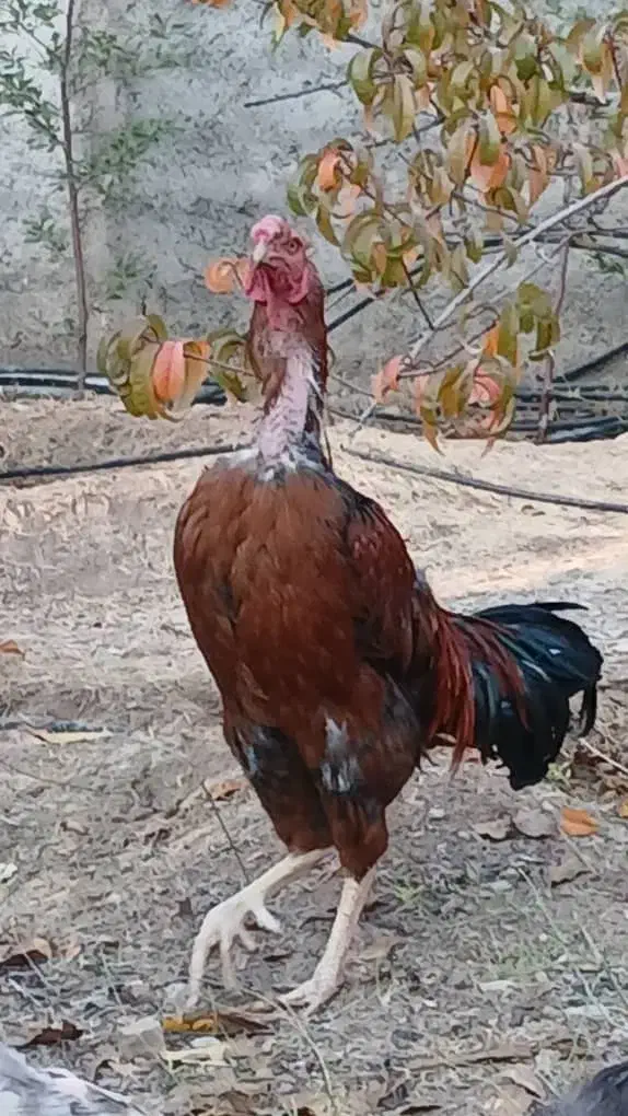 خروس لاری|حیوانات مزرعه|بومهن, |دیوار