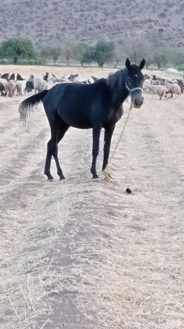 اسب مادیون|اسب و تجهیزات اسبسواری|پاسارگاد, |دیوار