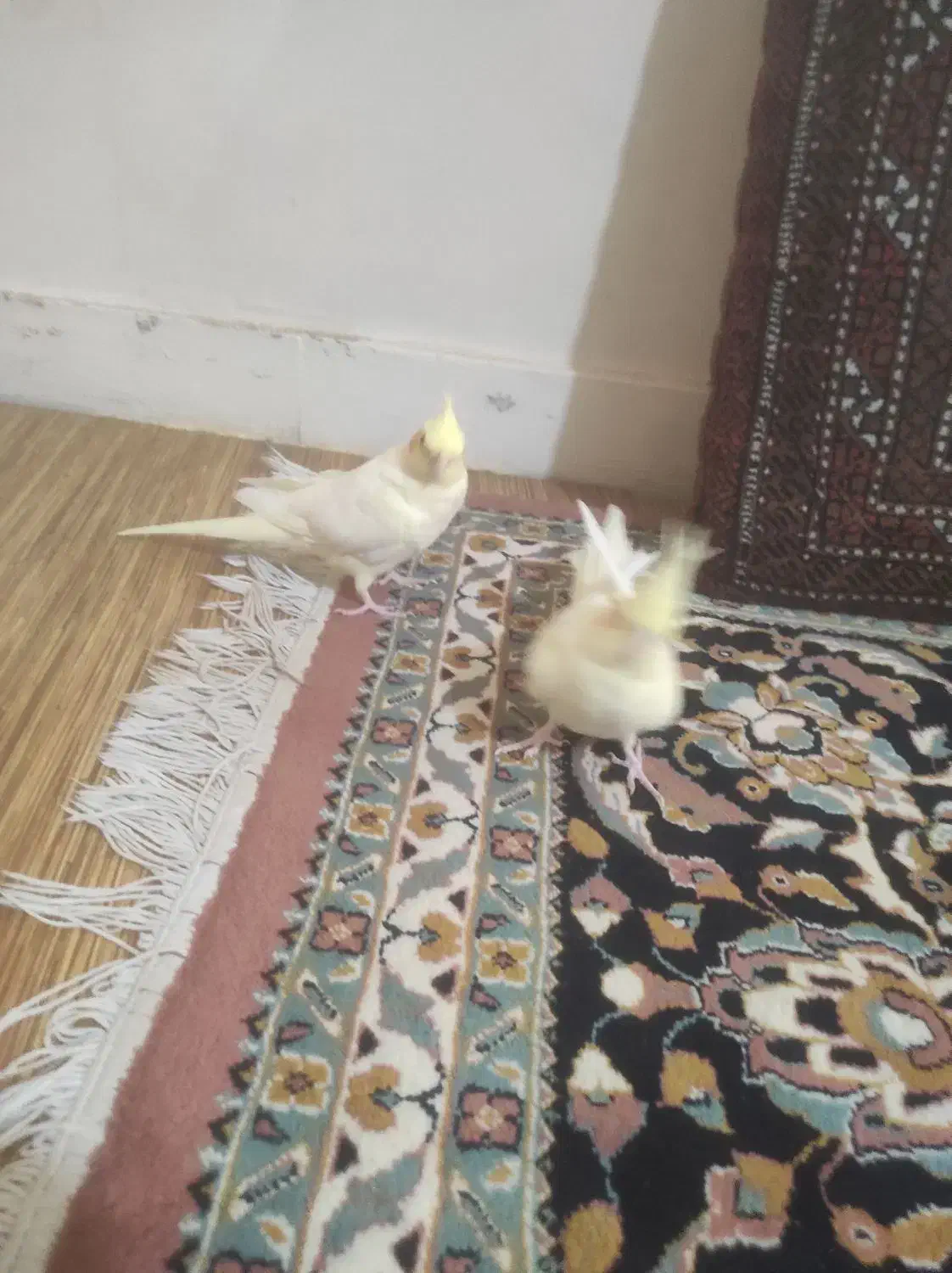 عروس هلندی|پرنده|کرج, حسن آباد|دیوار