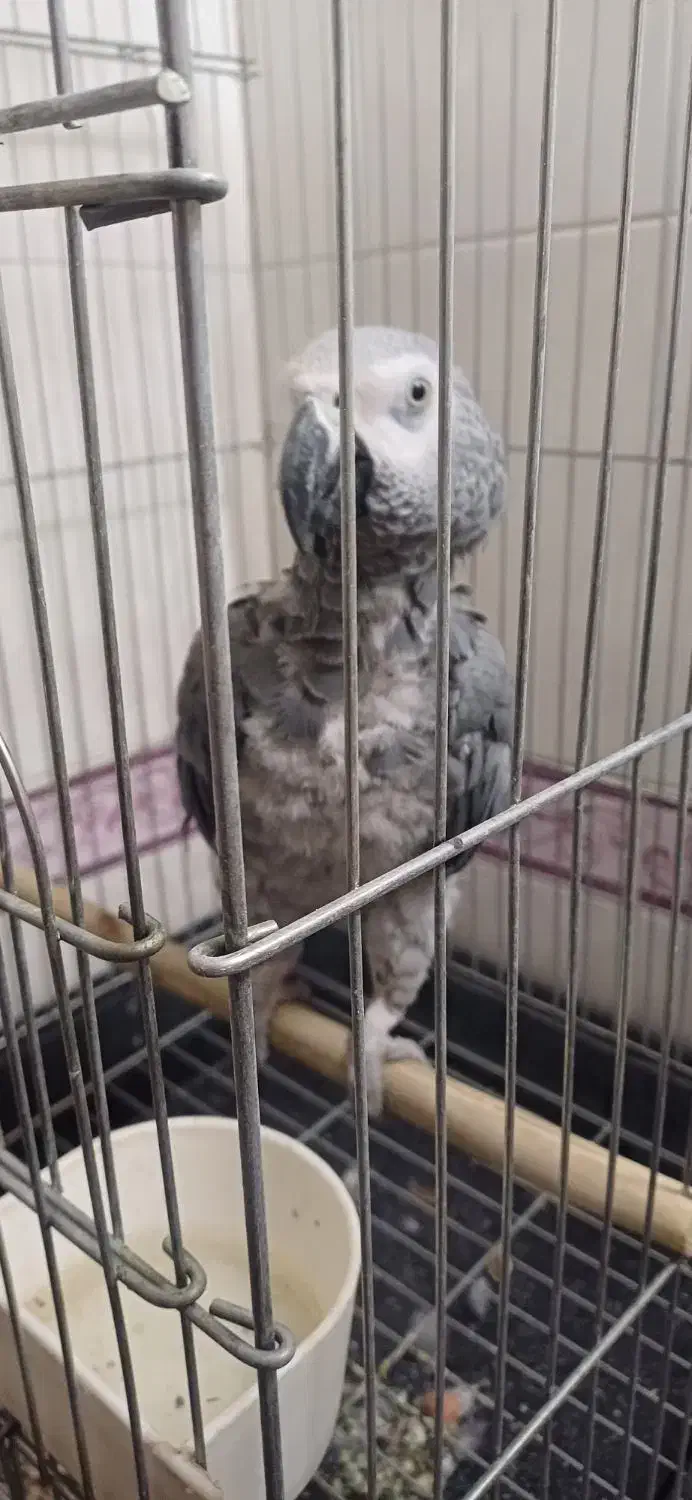 کاسکو شعر خان ۵۰۰ کلام باهوش ۴ ساله|پرنده|تهران, جیحون|دیوار