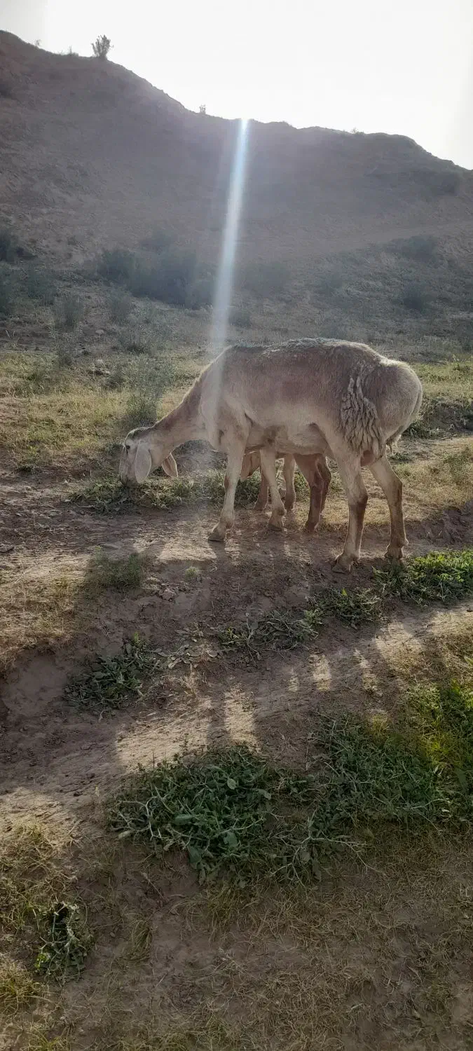 بره ماده چینی قشنگ|حیوانات مزرعه|تربت جام, جامرود|دیوار