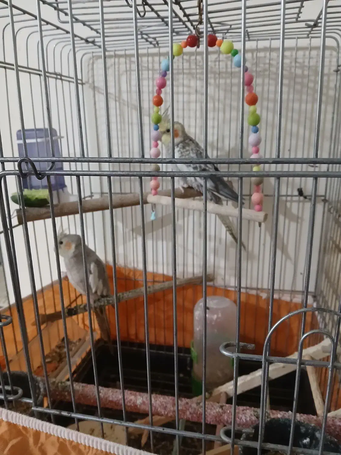 عروس هلندی|پرنده|هشتگرد, شهرک ارم غربی|دیوار