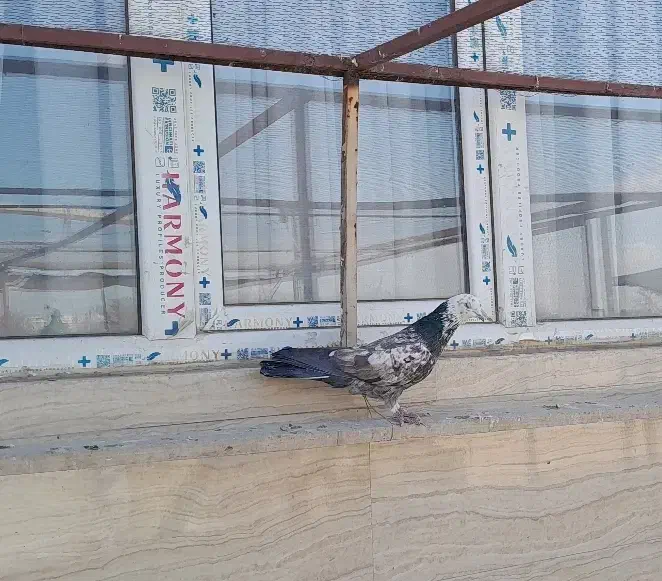 کفتر|پرنده|مشکین‌دشت, |دیوار