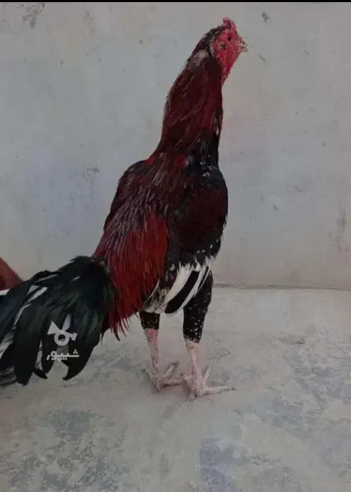 خروس فروشی|حیوانات مزرعه|سراوان, |دیوار