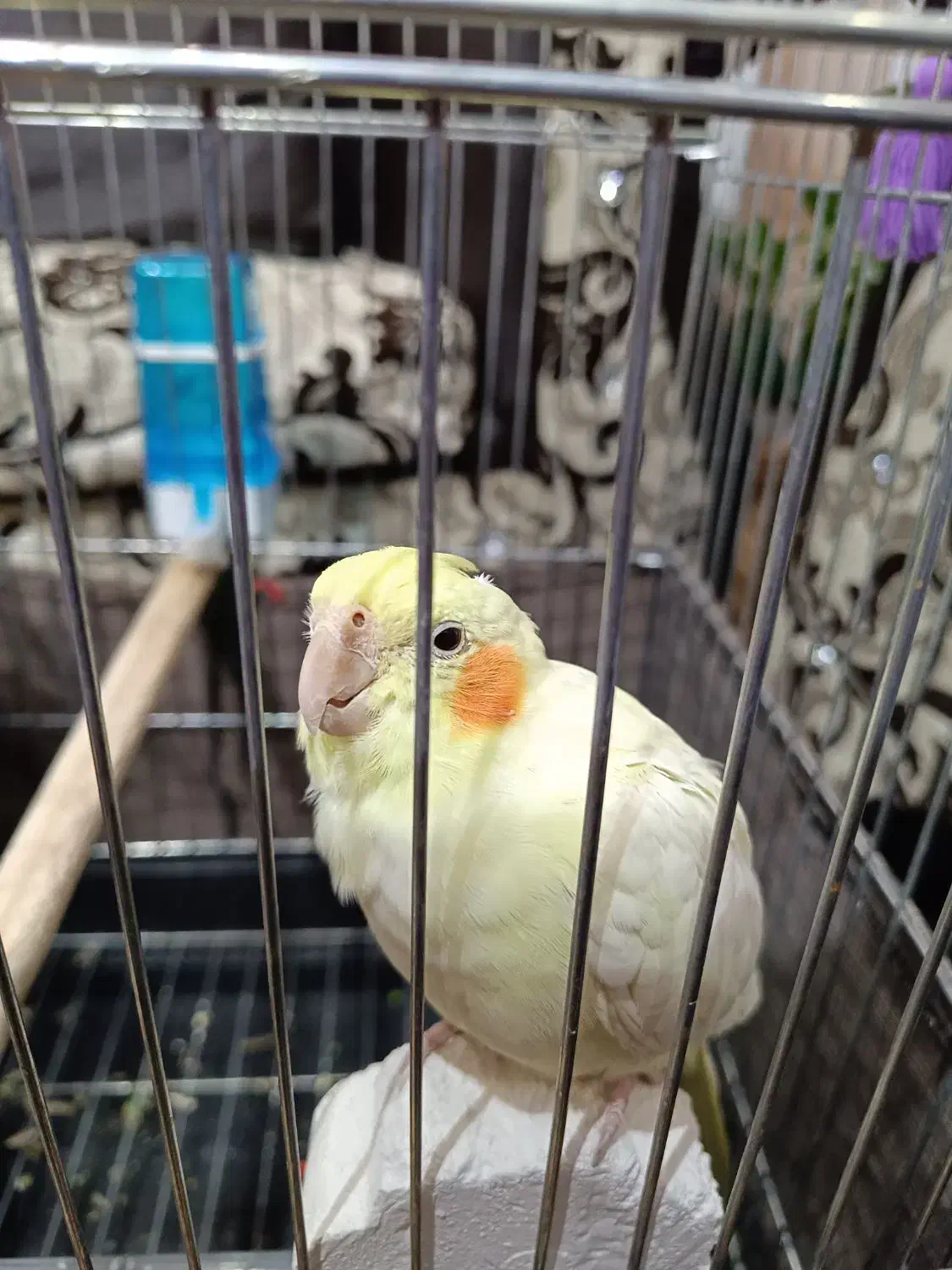 طوطی عروس هلندی لوتینو با قفس|پرنده|محمدیه-قزوین, |دیوار