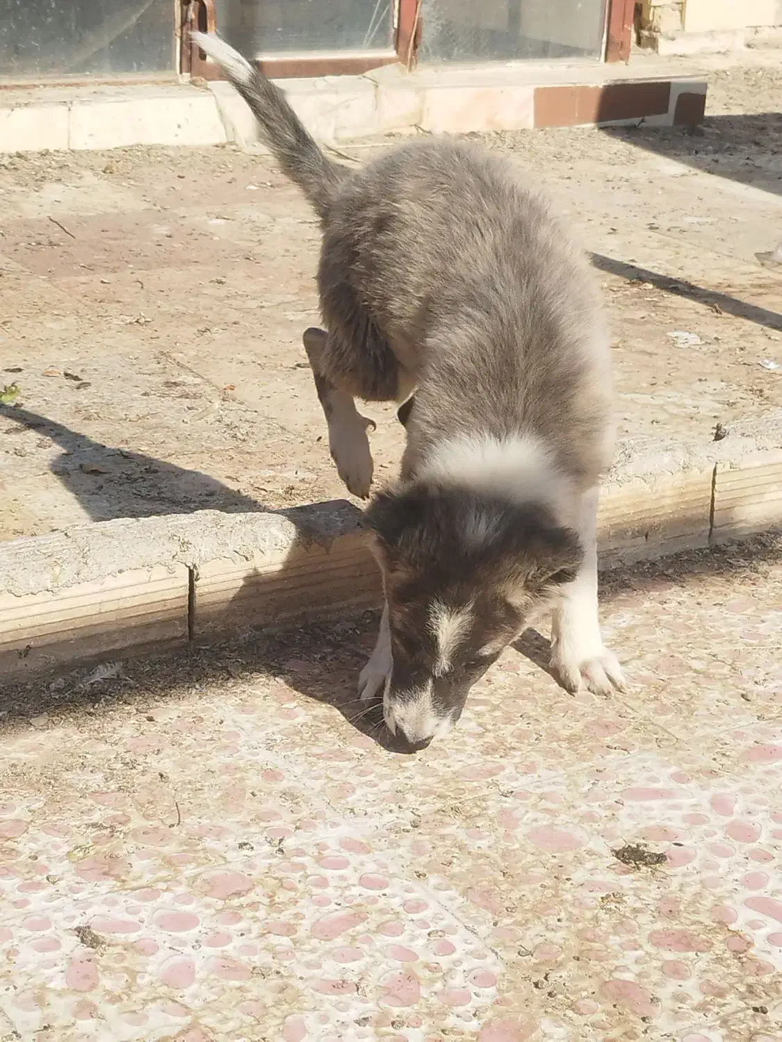 توله خراسانی|سگ|یزد, |دیوار