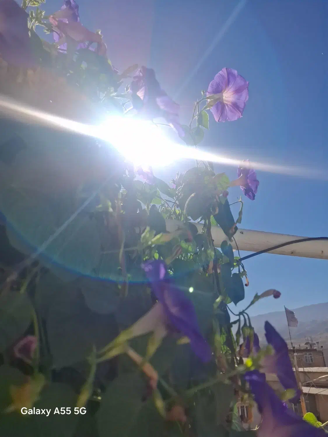 د د|خودرو سواری و وانت|هندمینی, |دیوار