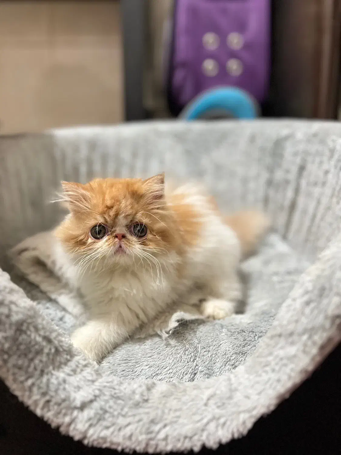 پرشین سوپرفلت دختر|گربه|شیراز, زرهی|دیوار