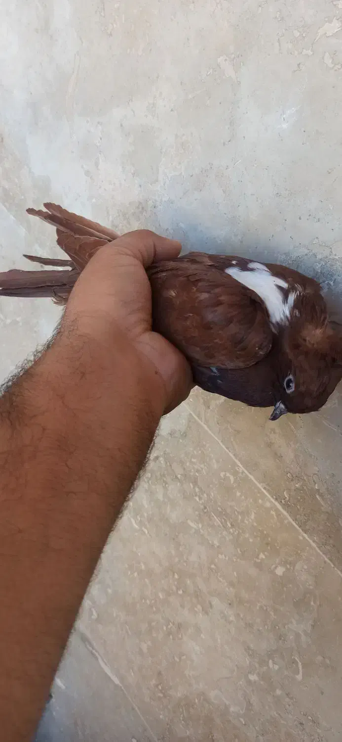 کفتر گرفتم ماله هر کیه پیام بده|حیوانات|اردبیل, |دیوار