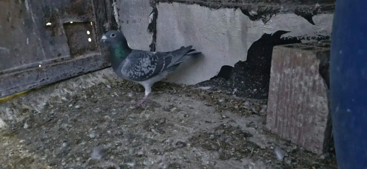 دوبر سرعتی|پرنده|اردبیل, |دیوار