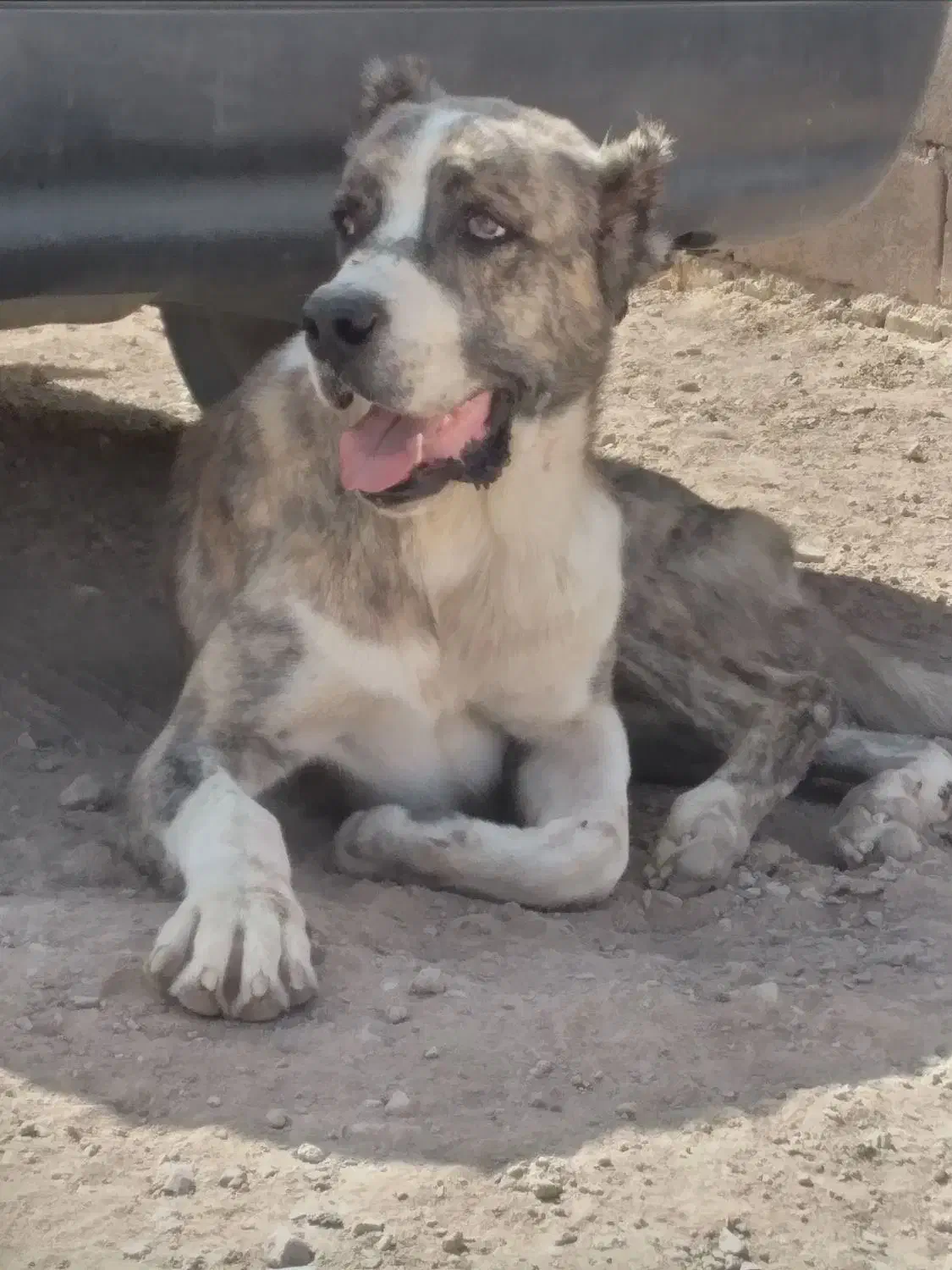 حیون شجر دار|سگ|تربتحیدریه, بالا ولایت|دیوار