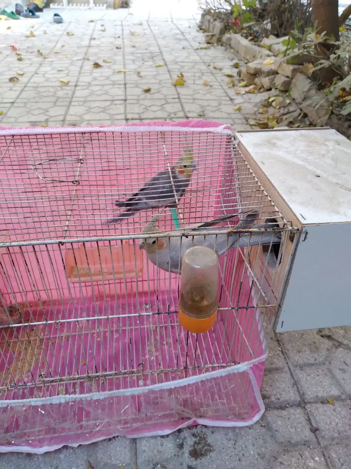 یک جفت عروس هلندی به شرط تخم|پرنده|مشهد, قائم|دیوار