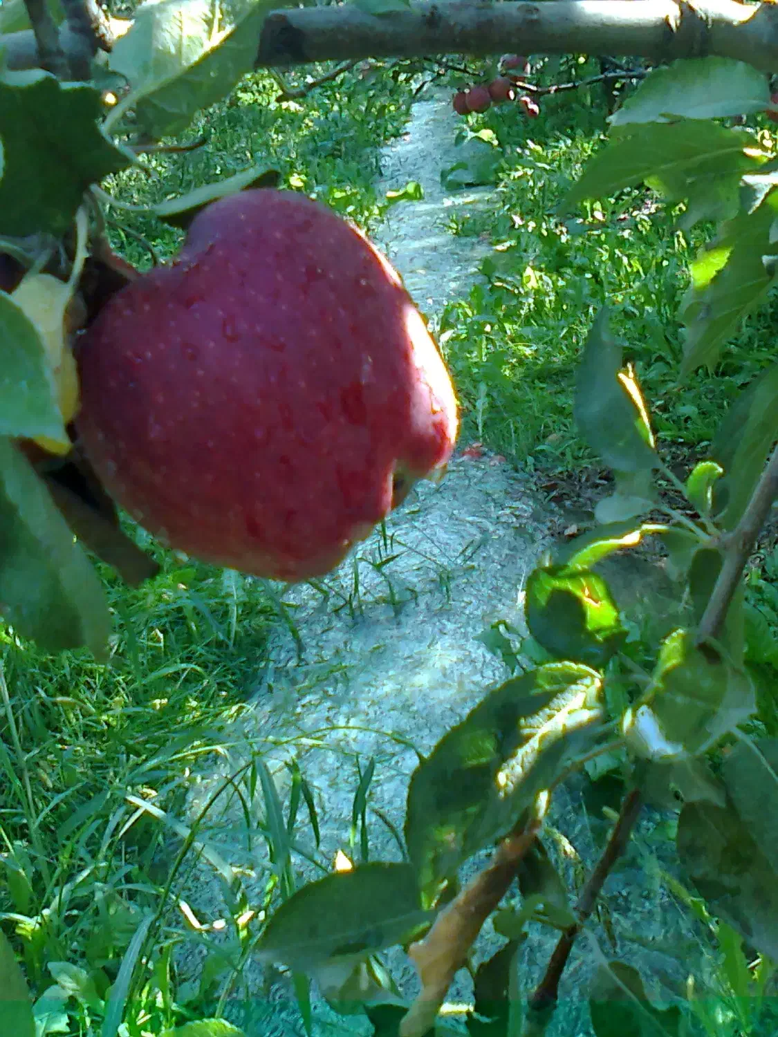 باغ میوه تپه باشی به پسک|فروش خانه و ویلا|فیرورق, |دیوار