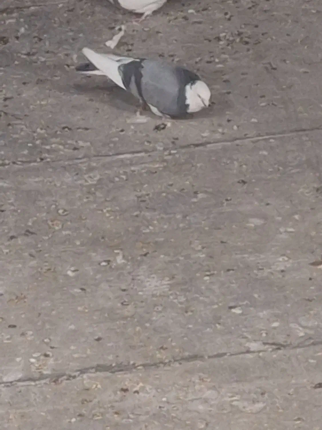 سه تا کفتر درجه یک|پرنده|نورآباد, |دیوار