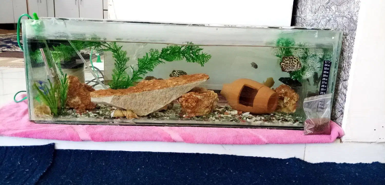 فروش آکواریوم خانگی|ماهی|اورامان, |دیوار