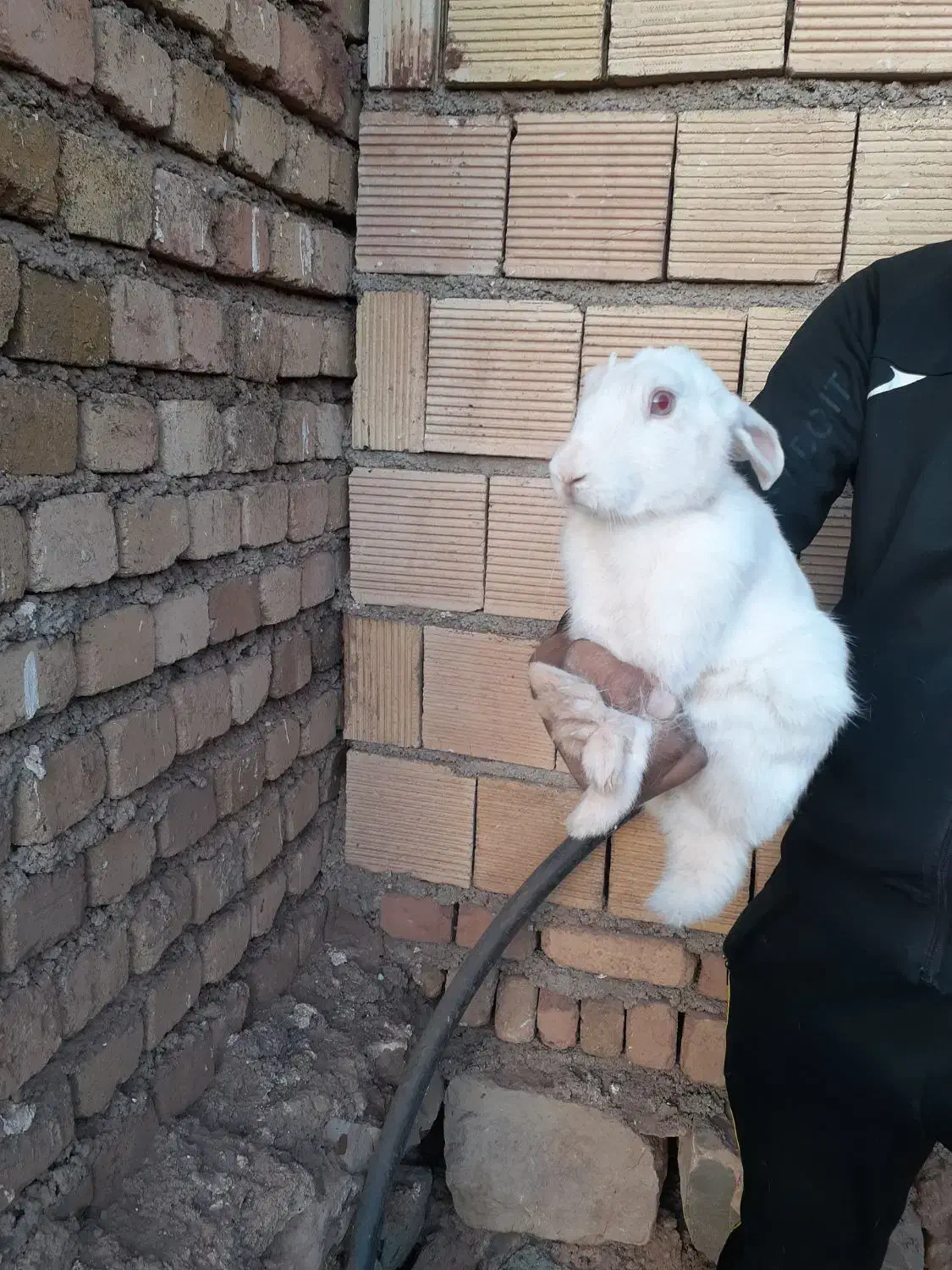 خر گوش پنج ماه نر|موش و خرگوش|خرمآباد, |دیوار