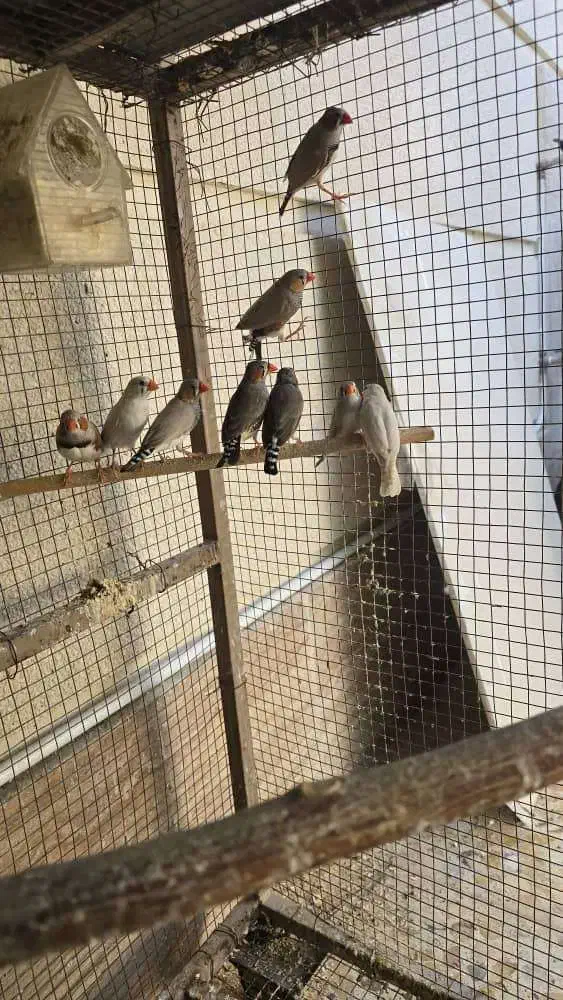 فنچ نر و ماده زبرا|پرنده|لار, |دیوار