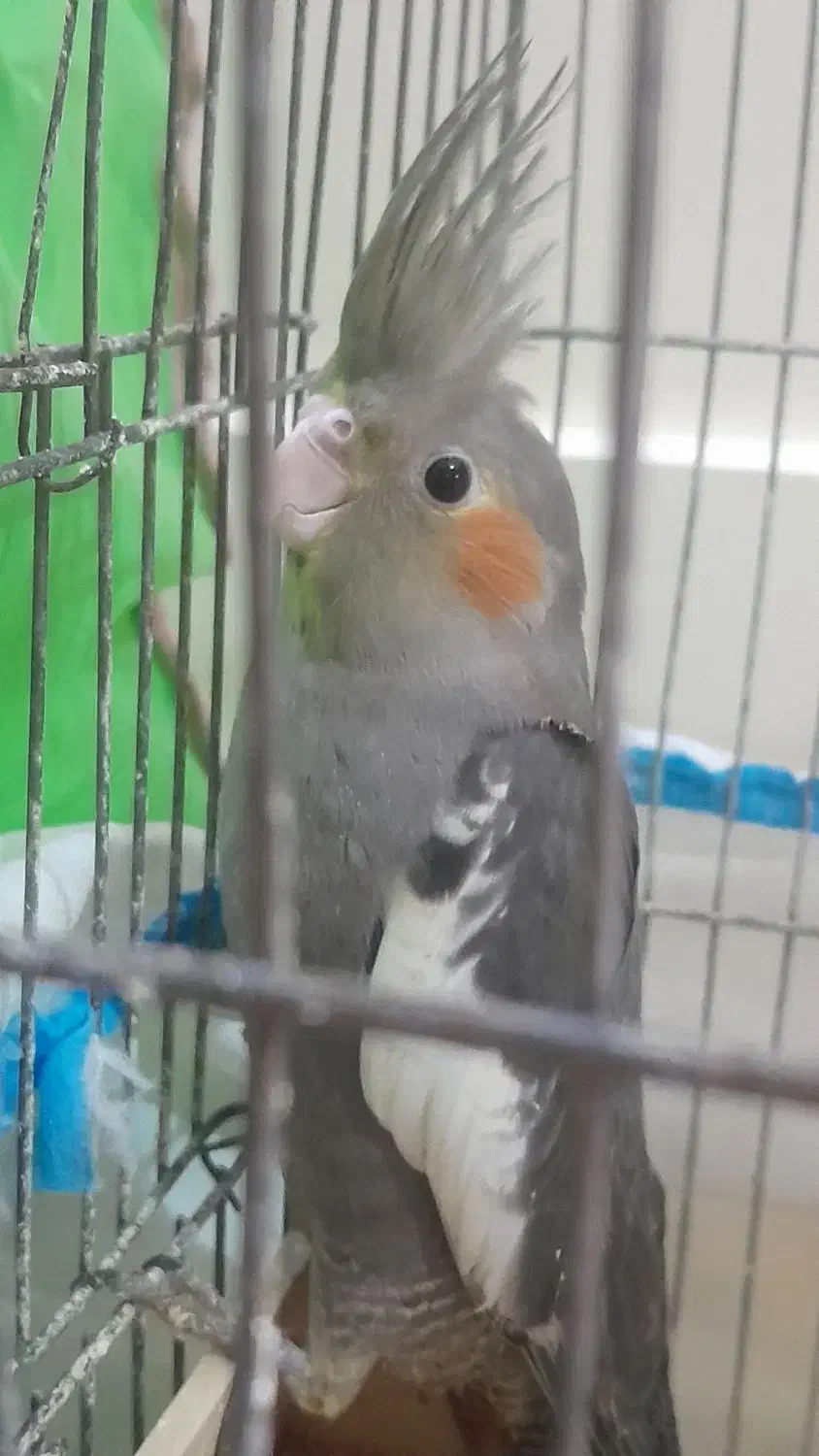 جوجه عروس هلندی|پرنده|تهران, جلیلی|دیوار