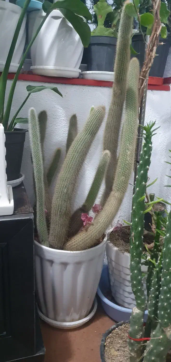 کاکتوس.معاوضه|گل و گیاه طبیعی|سهند, |دیوار