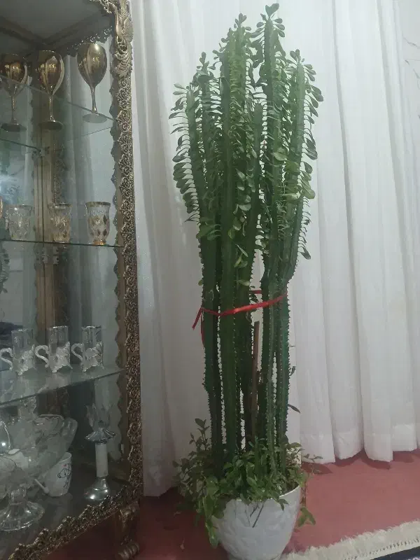 فروش گل|گل و گیاه طبیعی|لردگان, |دیوار