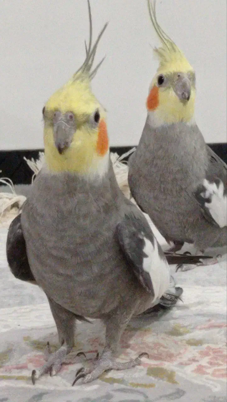 فروش عروس هلندی سخنگو|پرنده|پیرانشهر, |دیوار