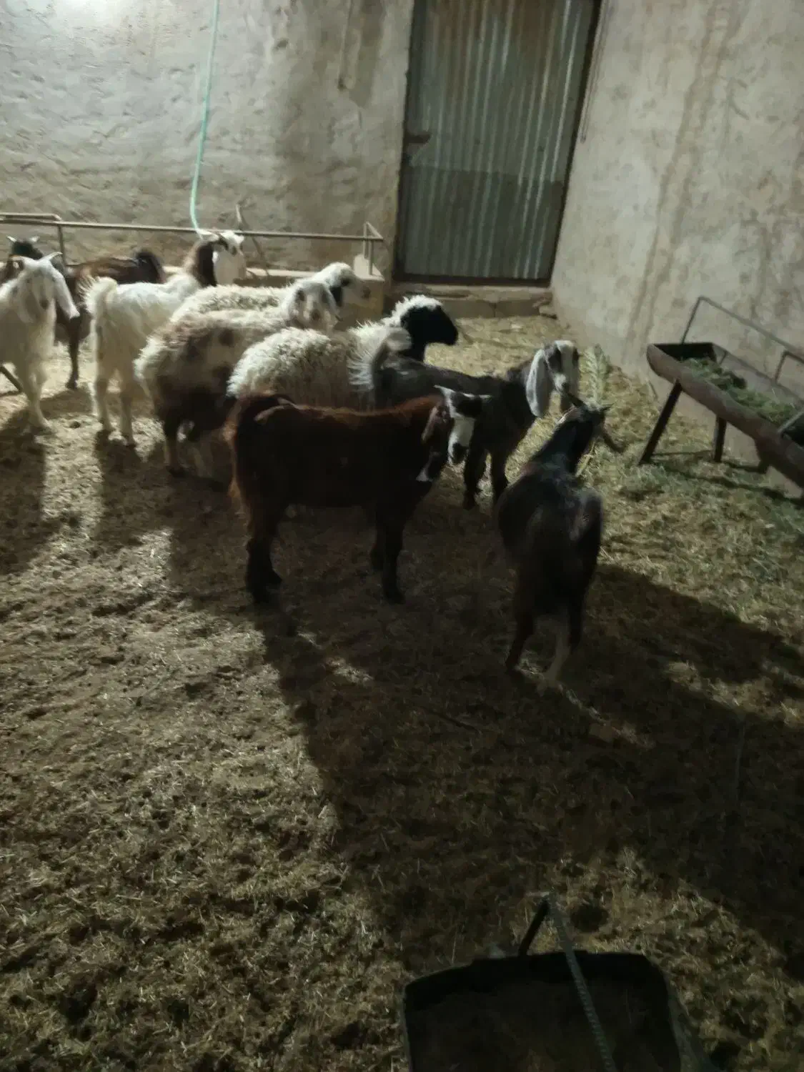 گوسفند فروشی|حیوانات مزرعه|طبس, |دیوار