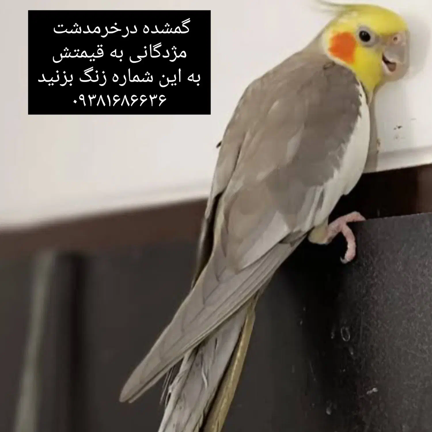 عروس هلندی|حیوانات|خرمدشت, |دیوار