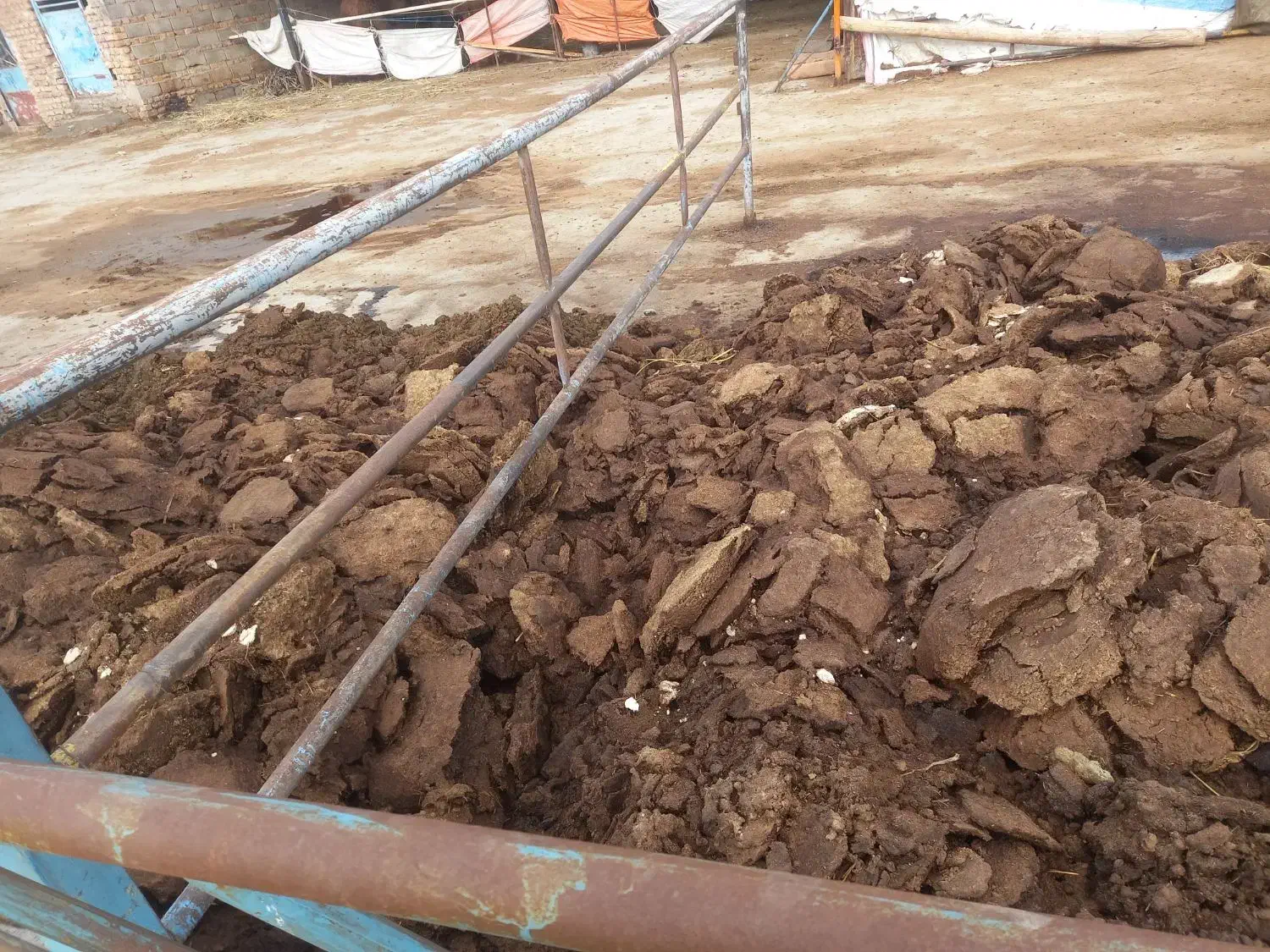 کودگوسفندی خشک|لوازم جانبی حیوانات|نیشابور, مازول|دیوار