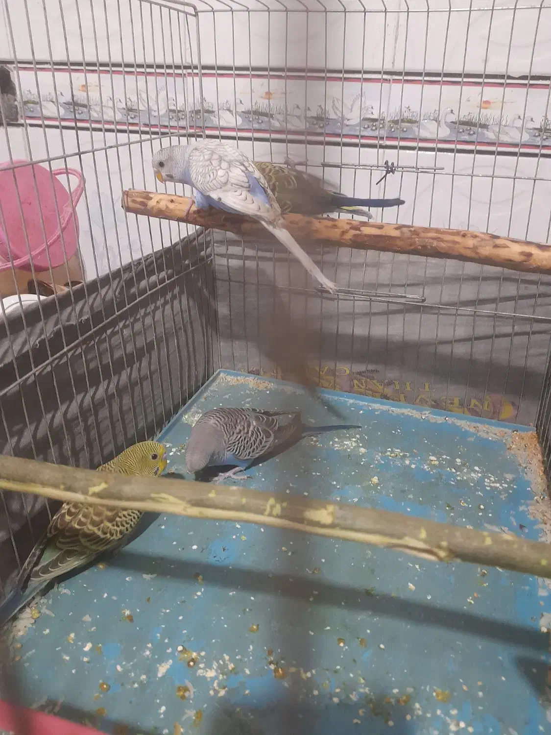 چهار مرغ عشق برا فروش سوسنگرد|پرنده|سوسنگرد, |دیوار