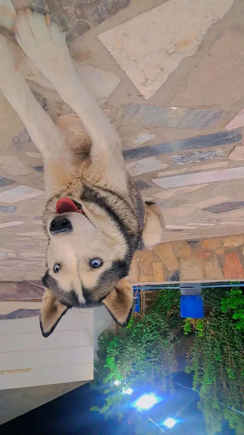 واگذاری سگ|سگ|کاشان, پشت شهربانی|دیوار