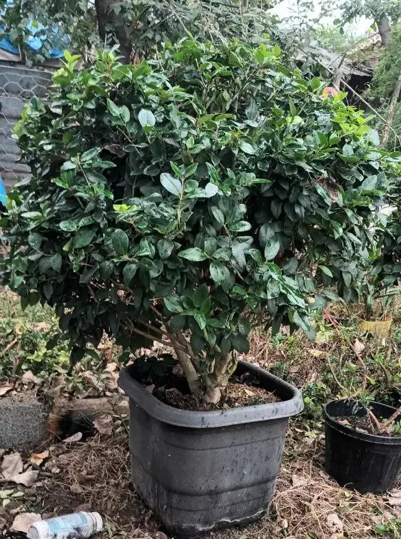 یاس توپی بزرگ|گل و گیاه طبیعی|واجارگاه, |دیوار