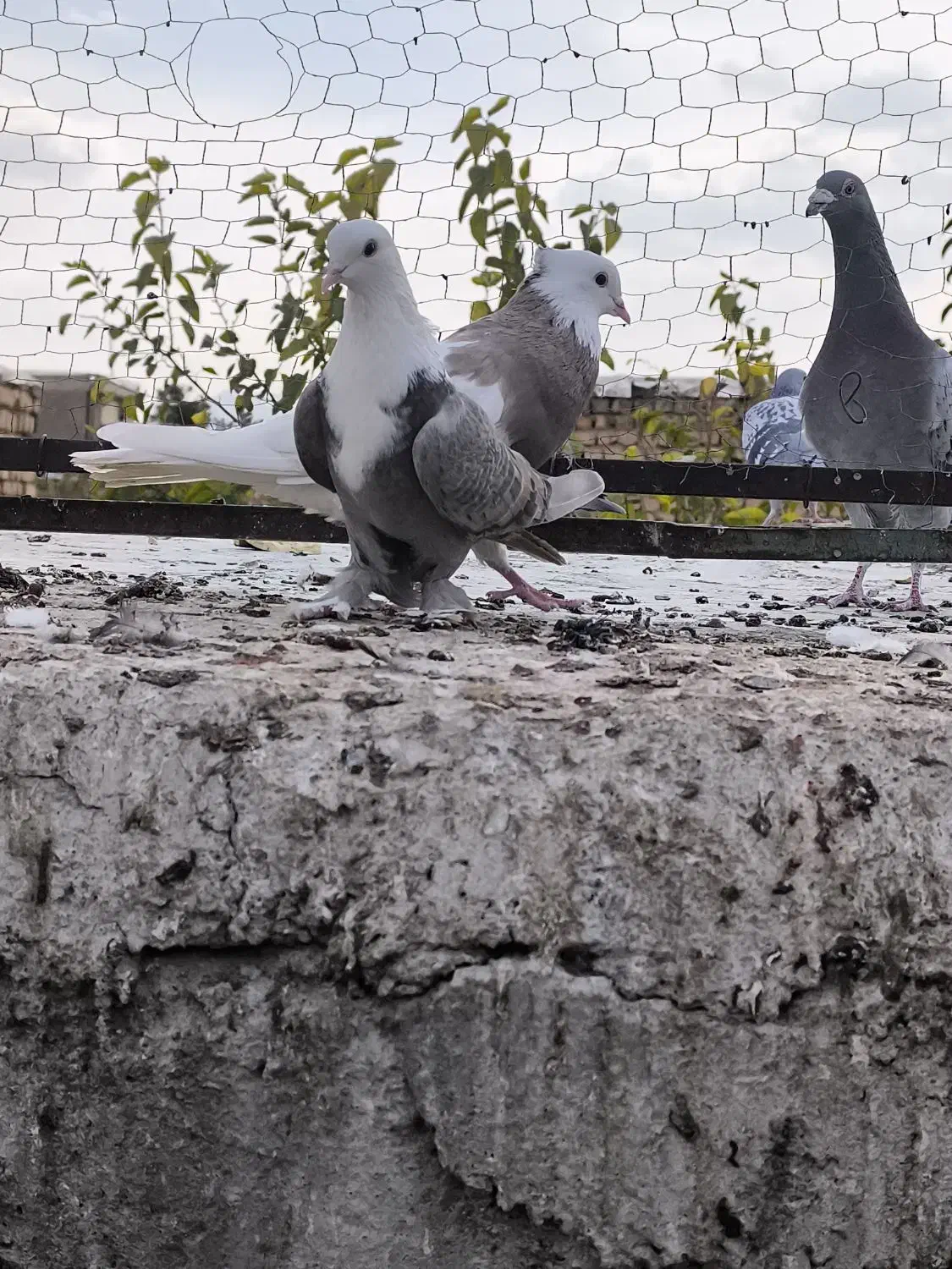 مخمل طوقی|پرنده|نجفآباد, یزدانشهر|دیوار